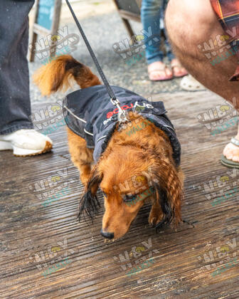 WAX Walkies - Weiners September 2026 photo 38