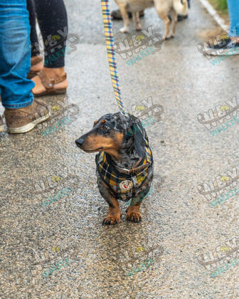 WAX Walkies - Weiners September 2026 photo 46